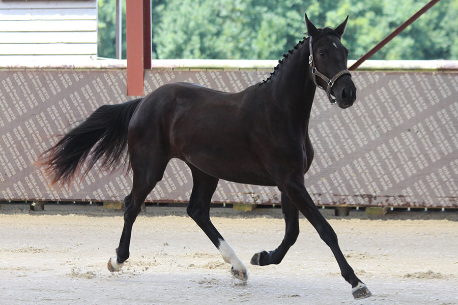 Pensions chevaux en Mayenne (53)