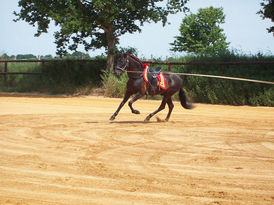 Pensions chevaux en Mayenne (53)