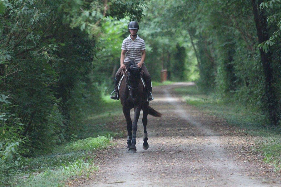 Pensions chevaux en Mayenne (53)