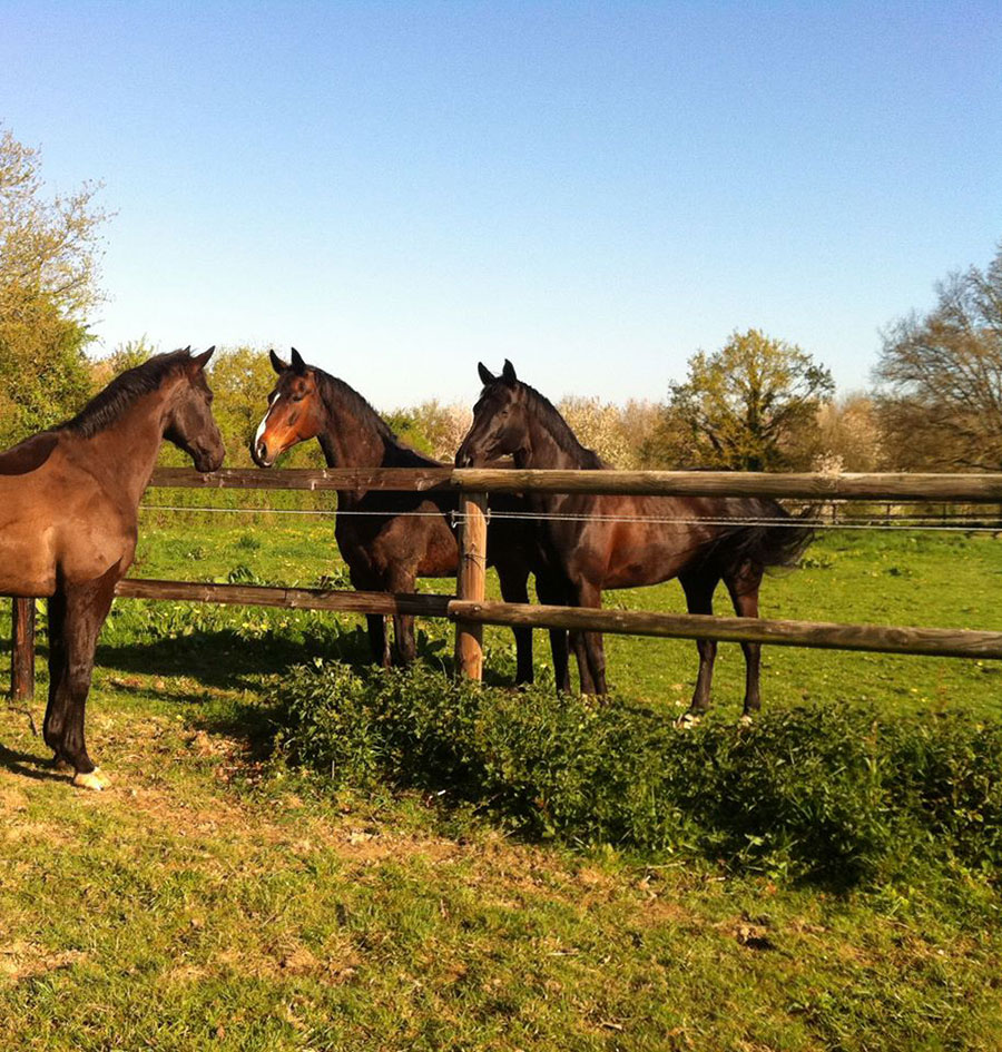 Pensions chevaux en Mayenne (53)