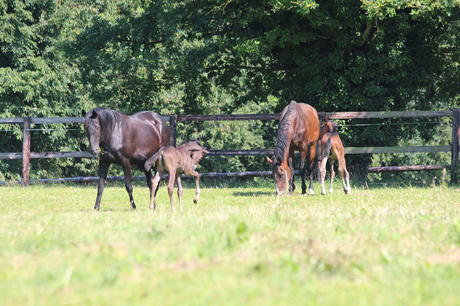 Pensions chevaux en Mayenne (53)