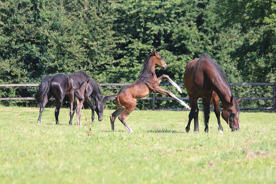 Pensions chevaux en Mayenne (53)