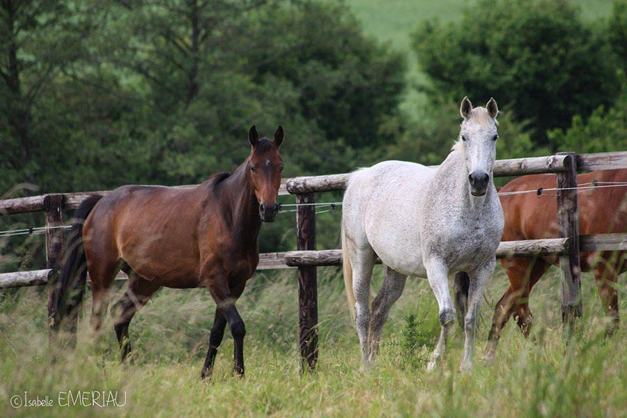 Pensions chevaux en Mayenne (53)