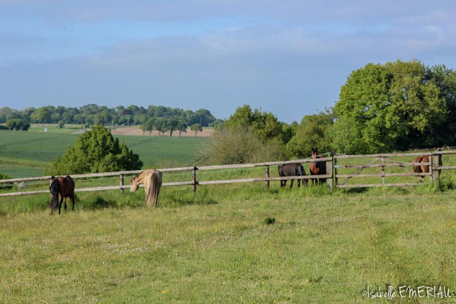 Pensions chevaux en Mayenne (53)