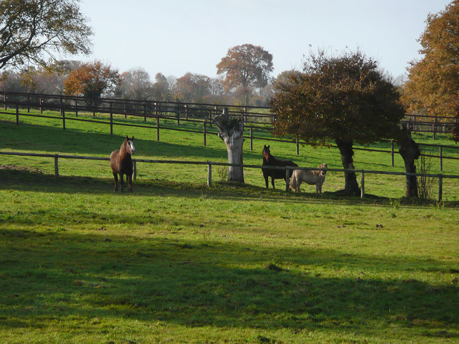 Pensions chevaux en Mayenne (53)