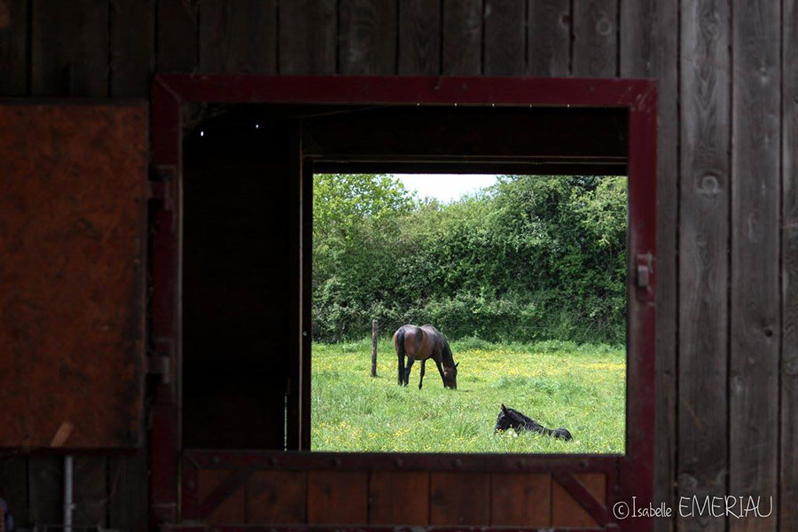 Pensions chevaux en Mayenne (53)