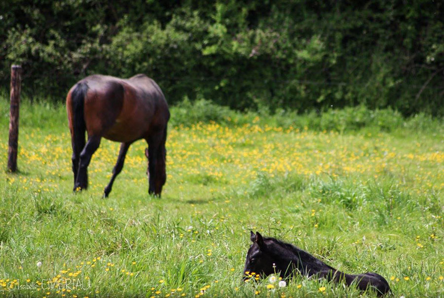 Pensions chevaux en Mayenne (53)