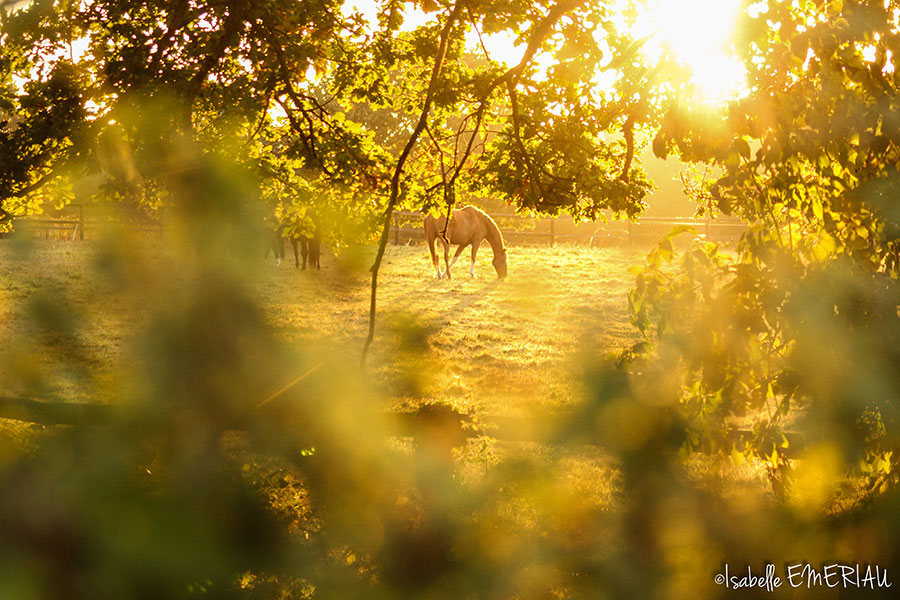 Pensions chevaux en Mayenne (53)