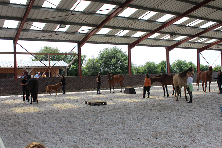 Pensions chevaux en Mayenne (53)