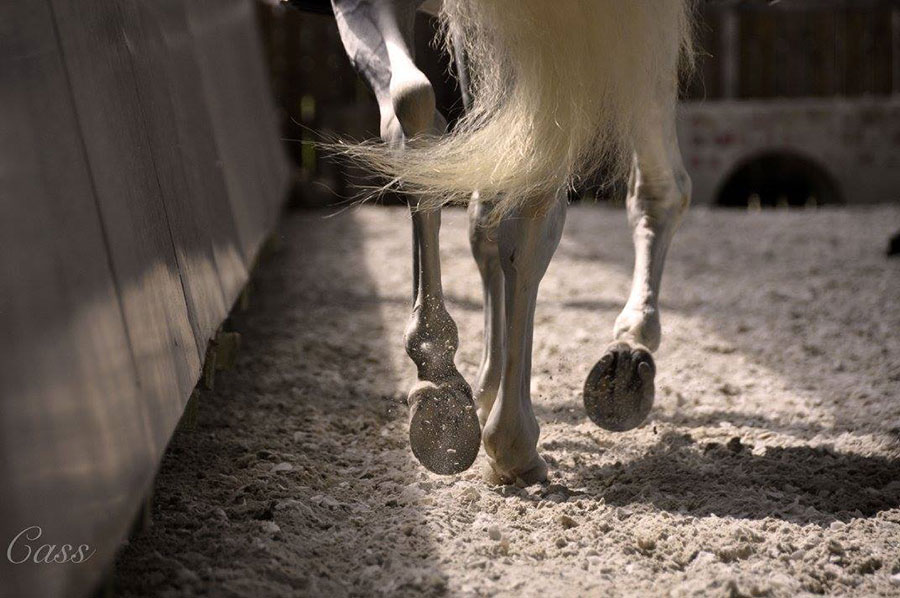 Pensions chevaux en Mayenne (53)